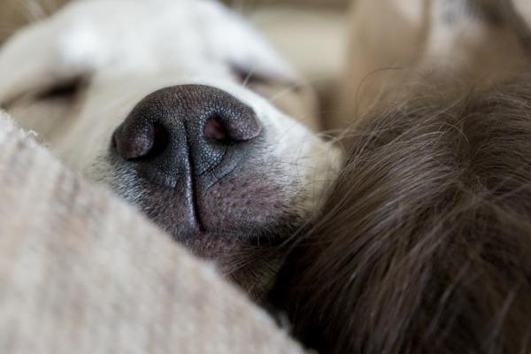 Il cane non riesce a dormire se è nervoso