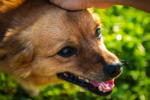 il nostro cane non riesce a dormire