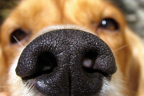 naso del cane 