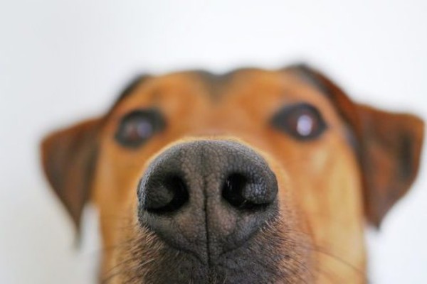 cane che guarda e odora