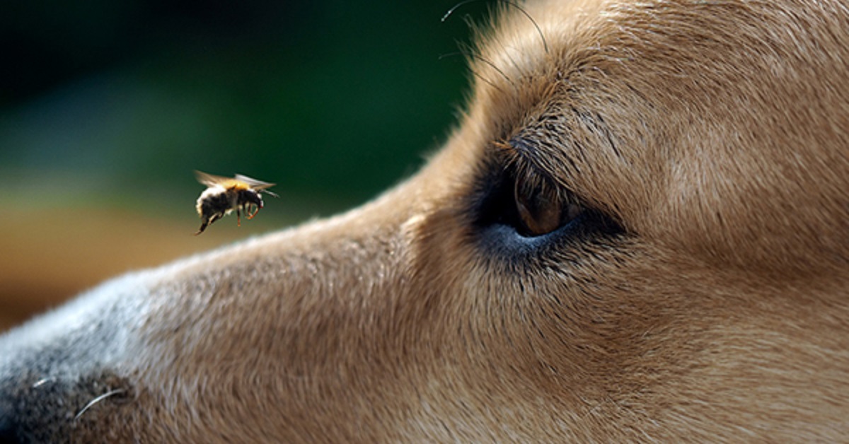 cane guarda vespa