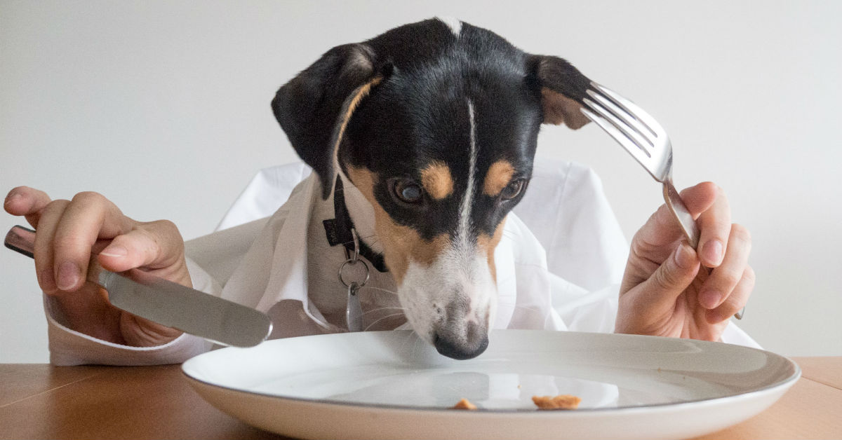 Il cane può mangiare i sughi pronti o gli fanno male?