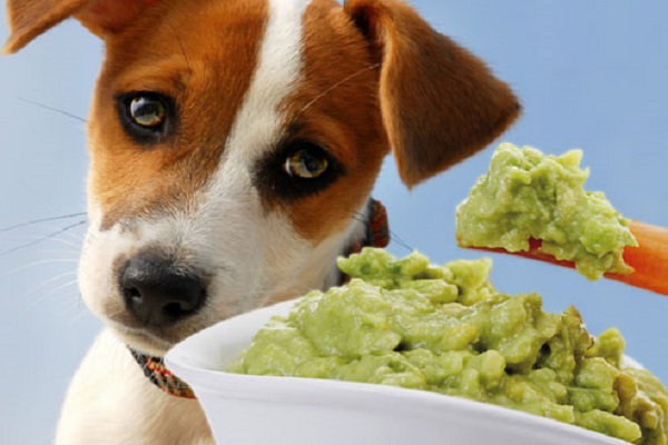 cane guarda guacamole