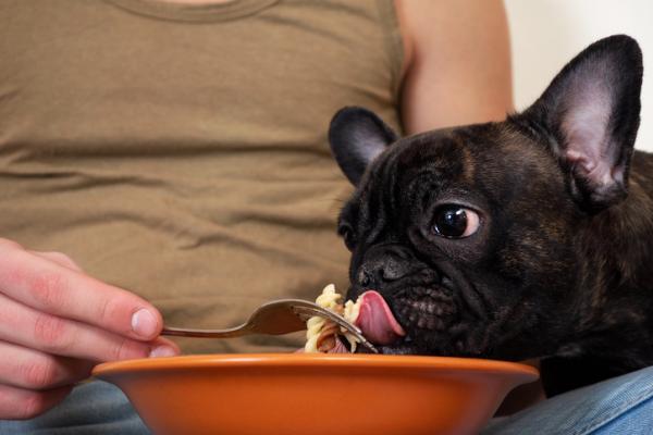 cane che mangia la pasta