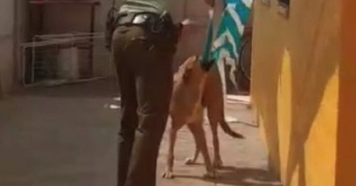 Il cane ringrazia il poliziotto nel migliore dei modi dopo il salvataggio