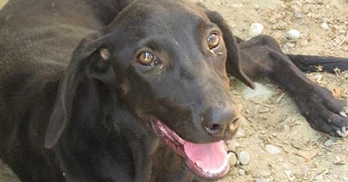 Il cane sdraiato sul ciglio della strada implora di essere salvato