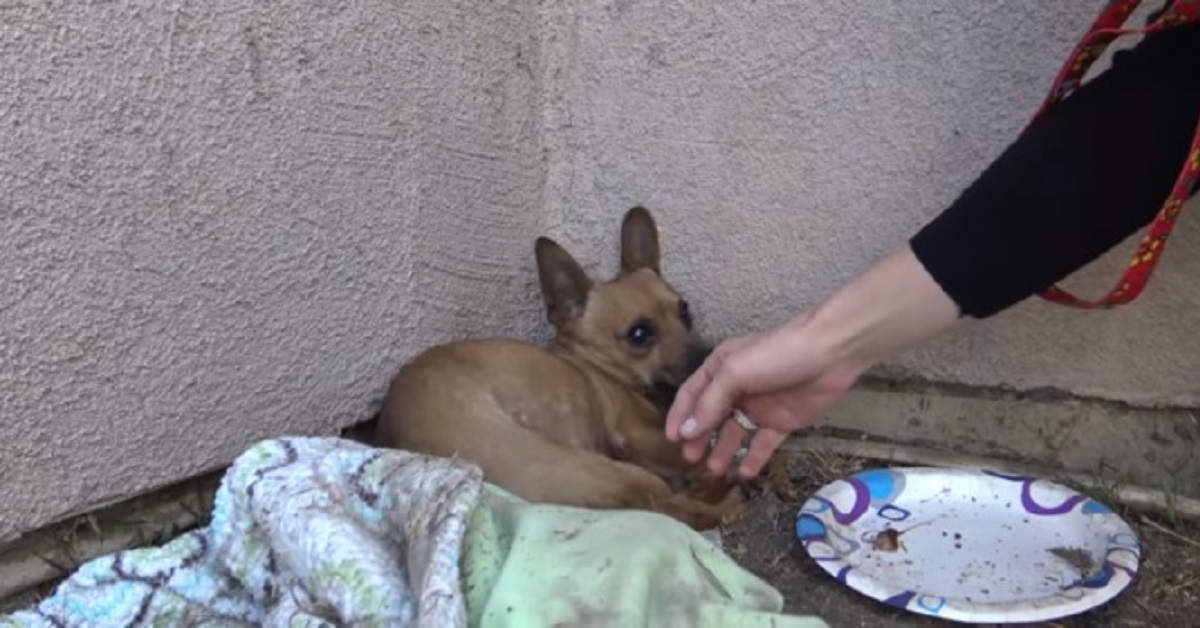 Il cane terrorizzato dopo l’abbandono si rifugia in un angolo