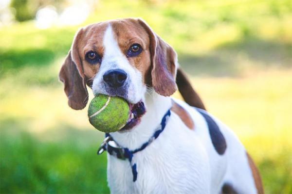 cane possessivo 