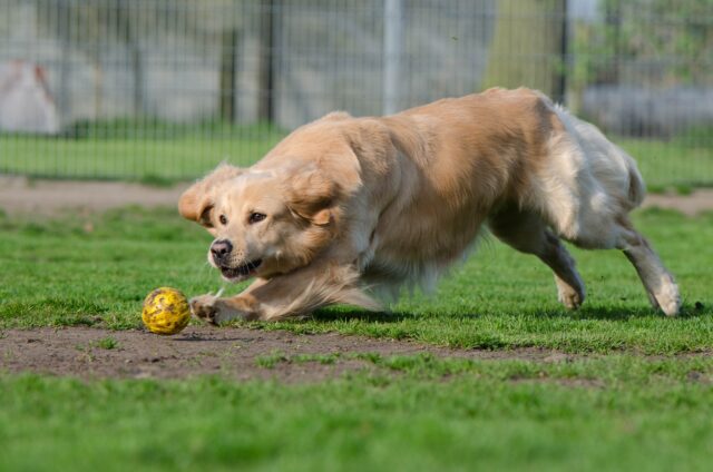 cane gioca con una pallina