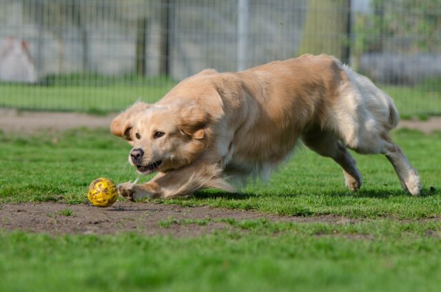 Insegnare al cane a fare l’inchino: ecco una guida passo dopo passo