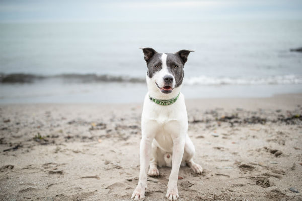 cane in spiaggia