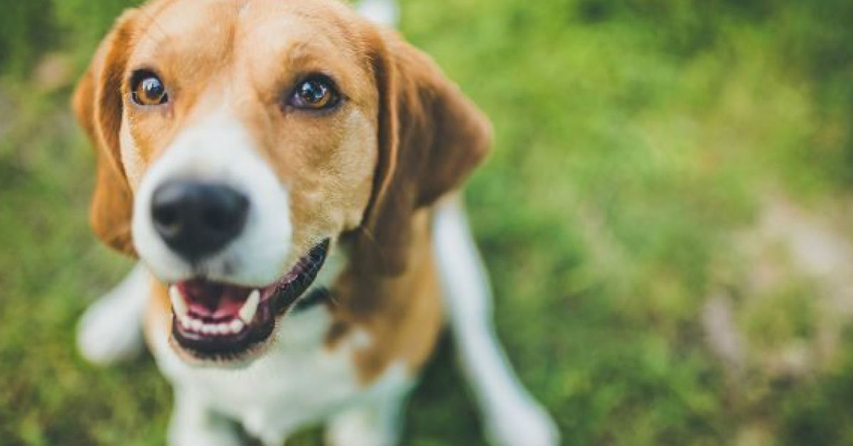 Insegnare i segnali manuali al cane: ecco come fare