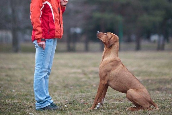 addestramento cane