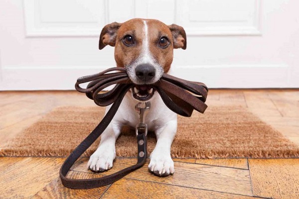 cane davanti alla porta