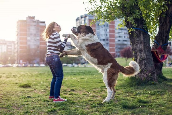 cane che salta addosso