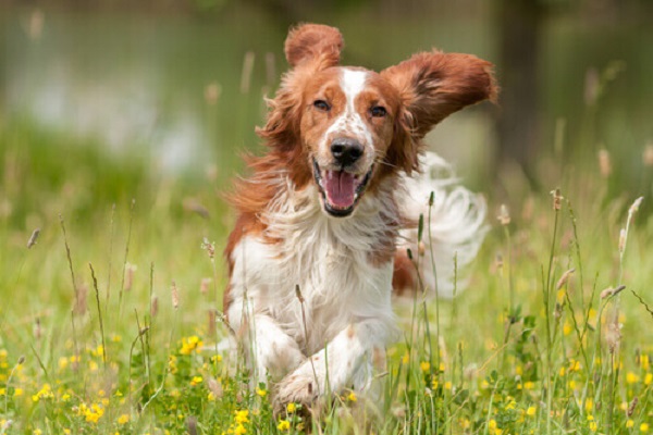 cane che corre sull'erba