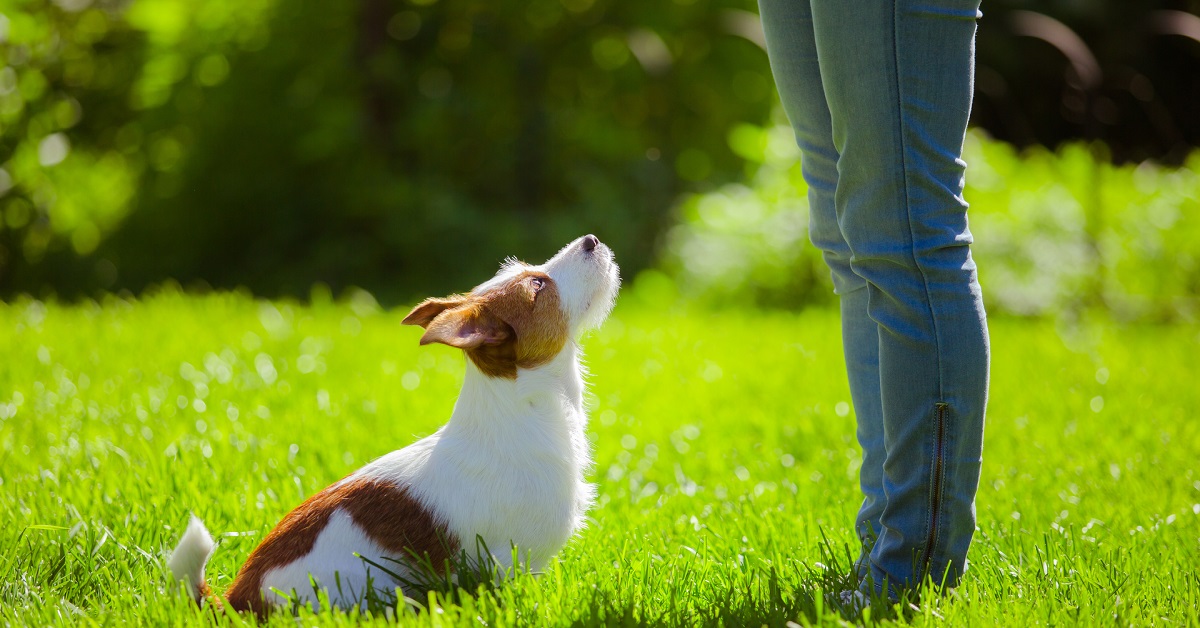 Insegnare il self control al cane: come e quando farlo