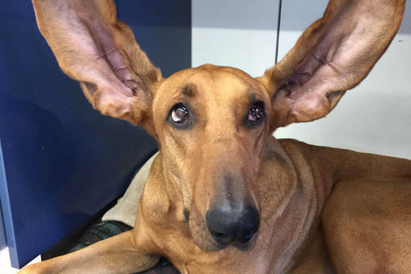 cane con orecchie tese