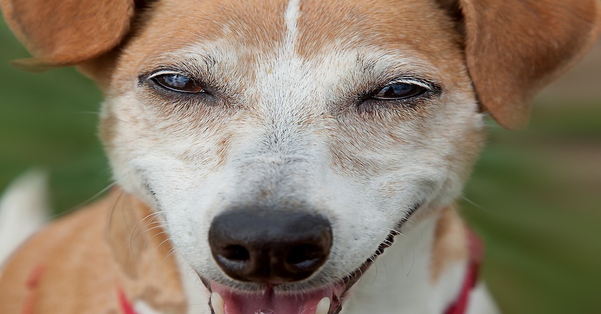 Perché il mio cane fa l’occhiolino? Cosa significa?