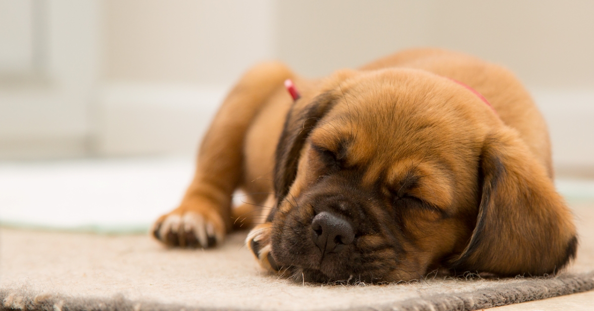 Narcolessia del cane: cos’è e come aiutare Fido