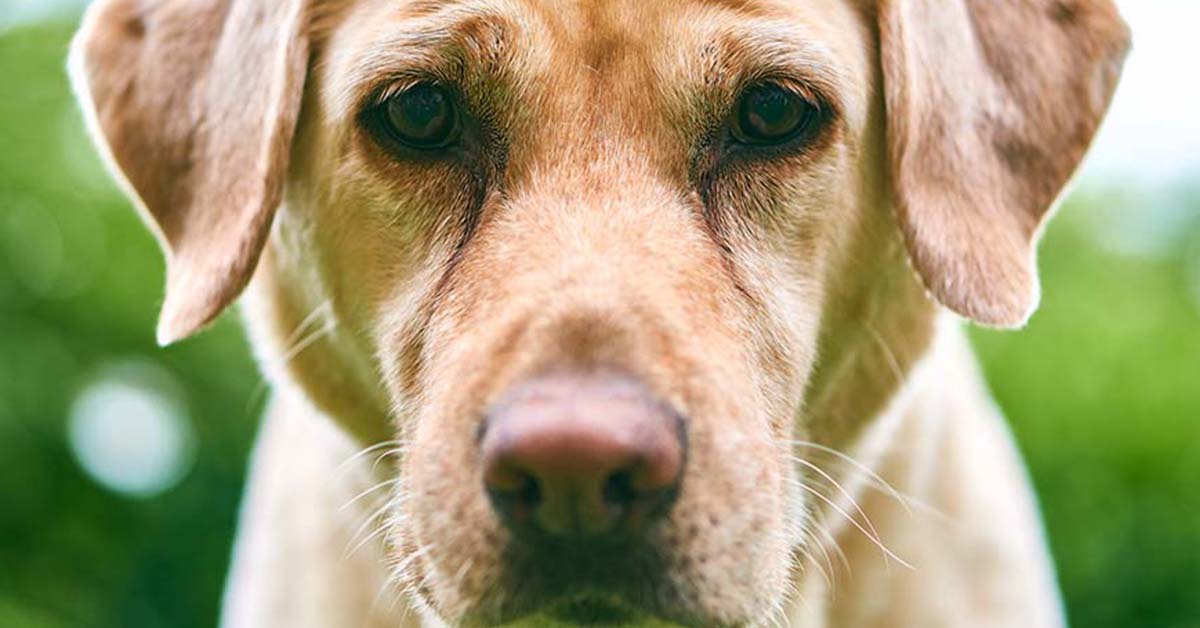 Bocca del cane: cosa ci comunica e come?