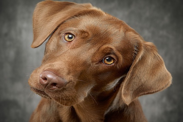 Posizione della testa del cane: cosa ci sta dicendo Fido?