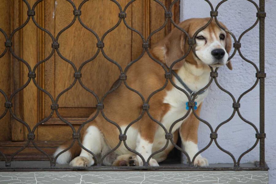 cane fuori casa