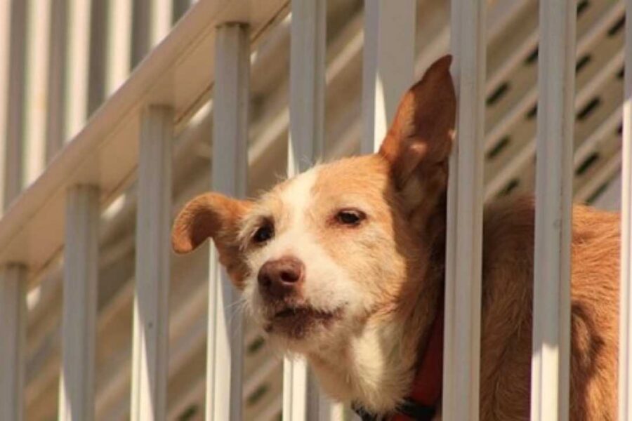 cane sotto il sole