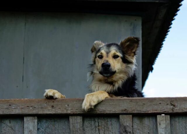 Lasciare il cane in balcone: perché non dovresti mai farlo