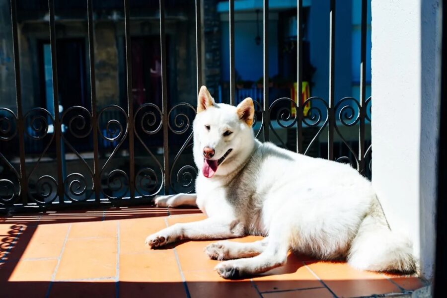 cane sotto il sole in balcone