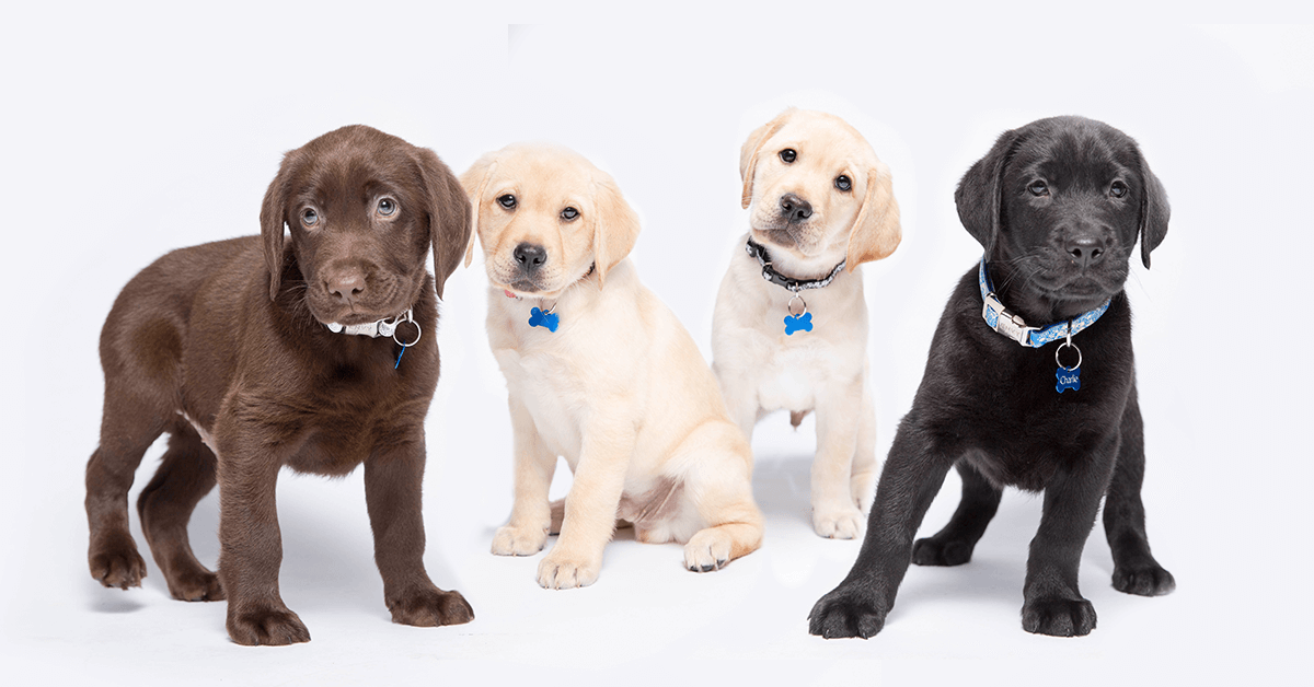 Cucciolo di cane, cosa ci dice il suo linguaggio del corpo