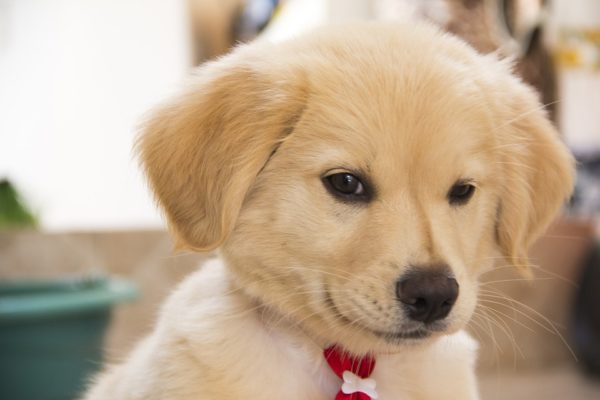 Il cane comunica con il corpo