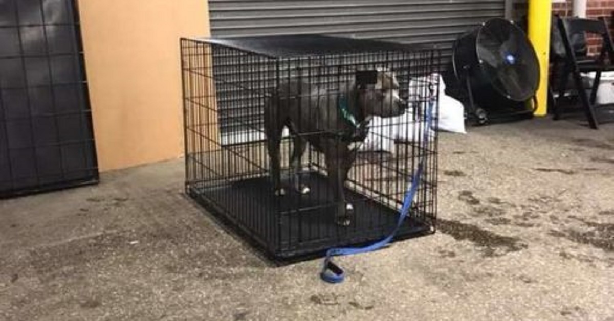 L’unico cane non adottato in seguito all’evento, trova finalmente casa