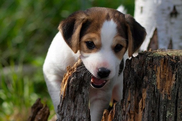 cucciolo di cane in campagna