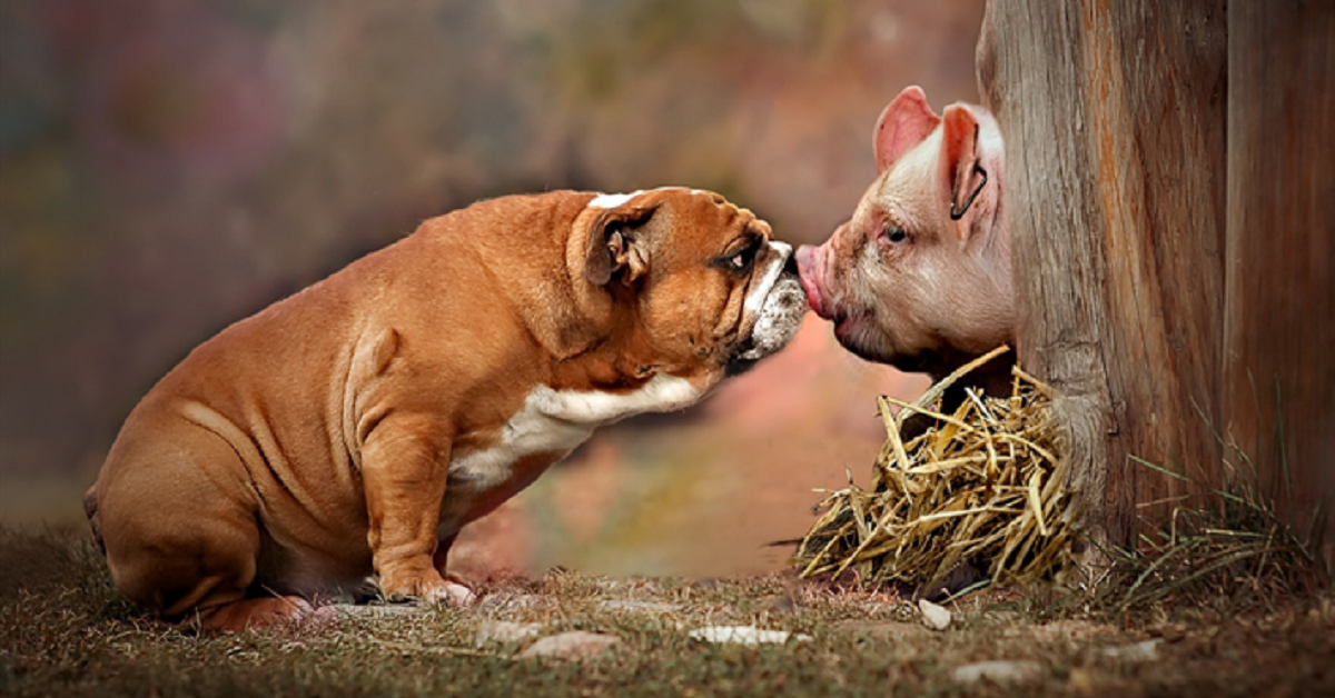 Malattia di Aujeszky nel cane: cos’è? Ci sono cure?