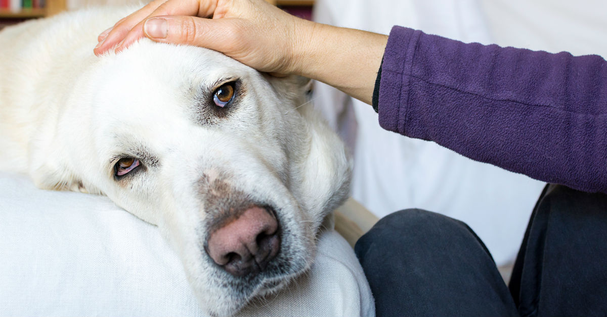 Malattia di Chagas nel cane: cause, sintomi, trattamento