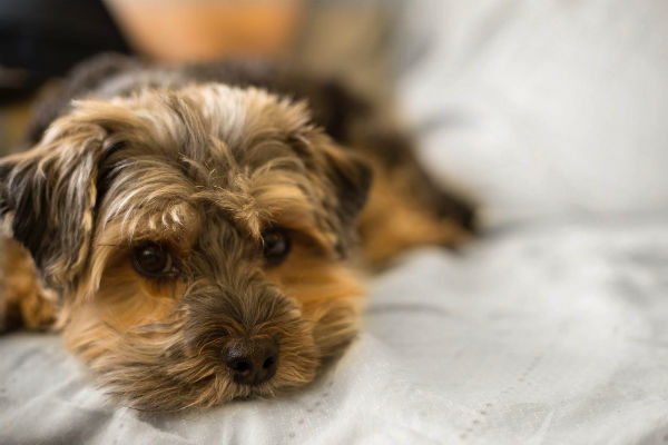 cane sul cuscino