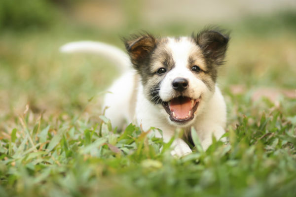 cane cucciolo