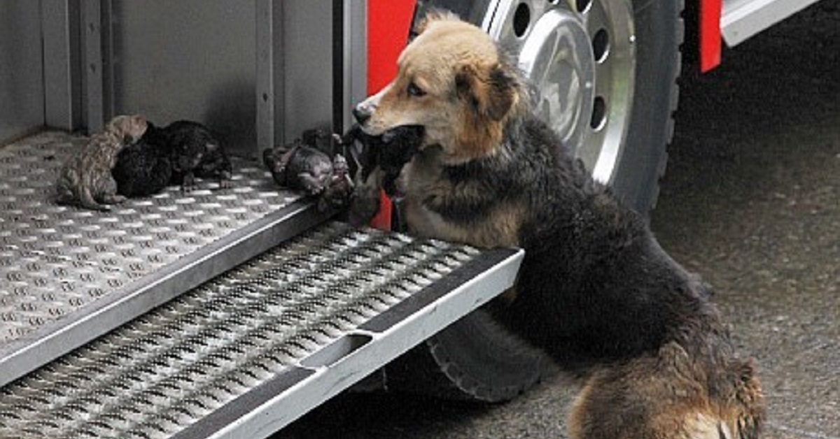 Mamma cane salva dalle fiamme i suoi 10 piccoli cuccioli