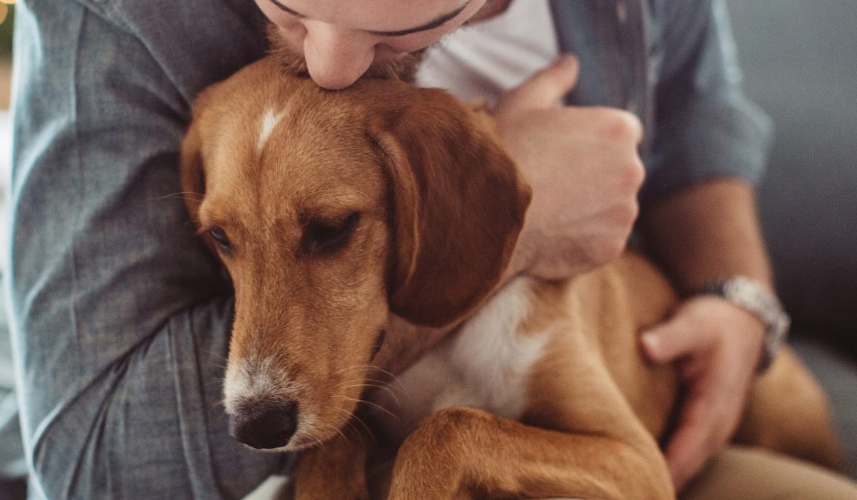 abbracciare il cane