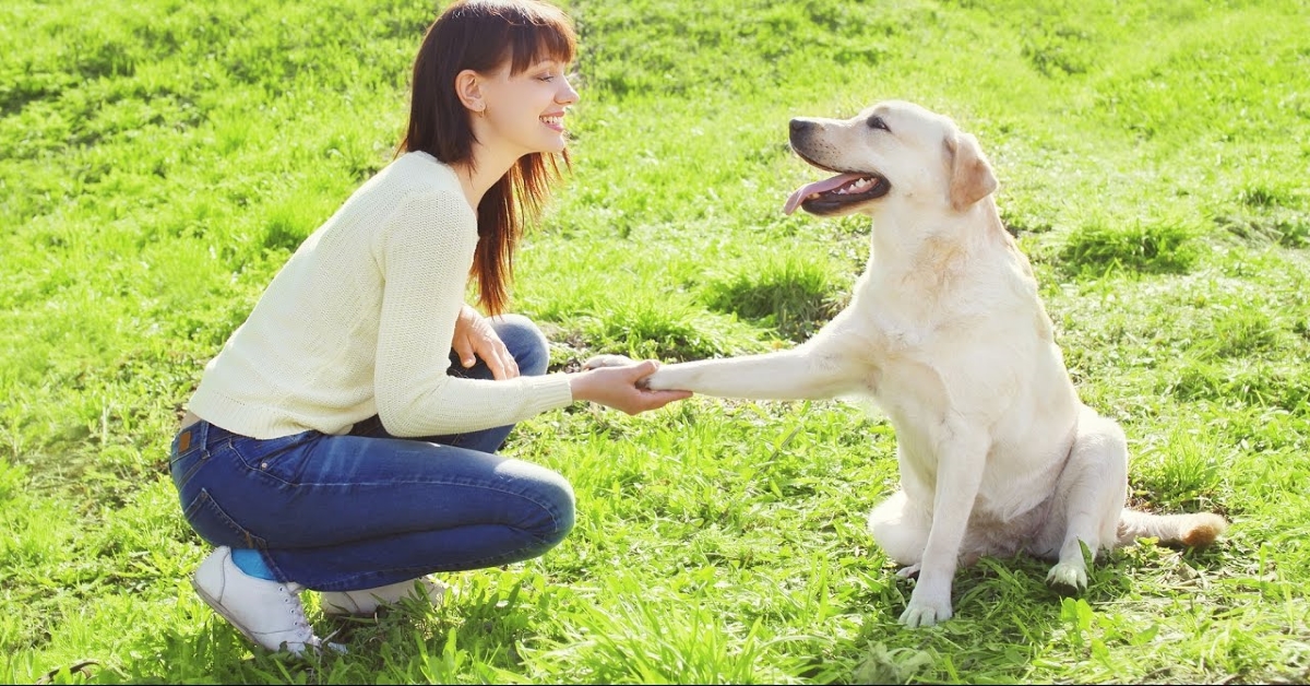 Il cane vuole fare pace dopo un rimprovero: come capirlo