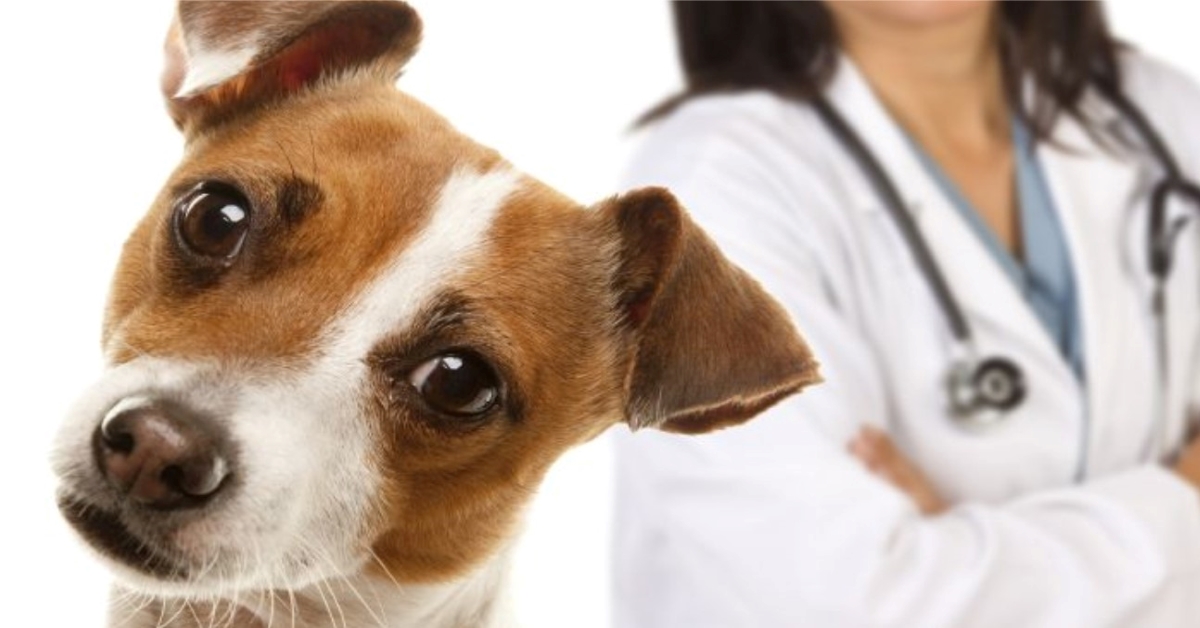 Gastrite atrofica nei cani: cause, sintomi e cura