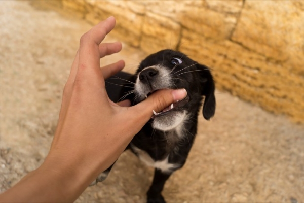 cane cucciolo che morde