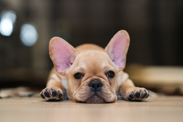 cucciolo di cane con il singhiozzo