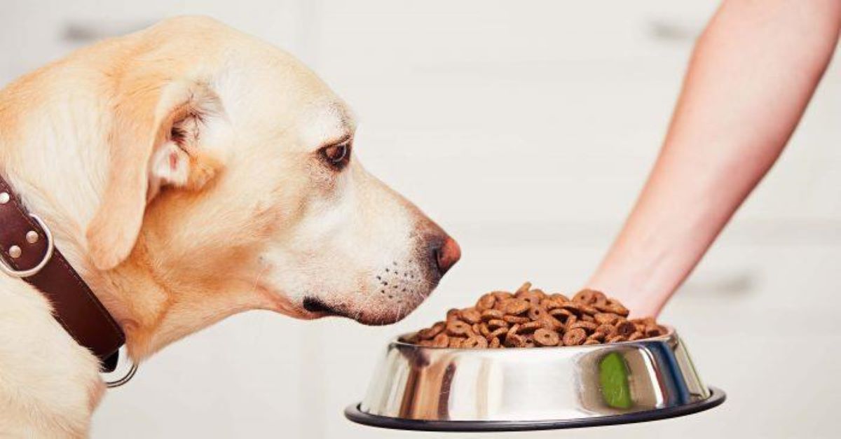Quanto può vivere un cane senza mangiare?