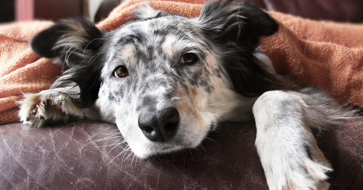 Ormoni della tiroide anomali nel cane: cosa succede?