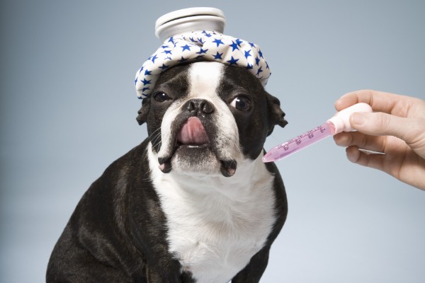 cane prende la medicina