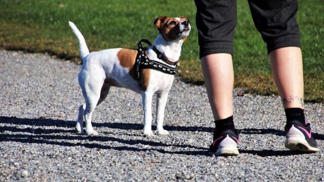 Passeggiata senza guinzaglio con il cane: tutti i consigli