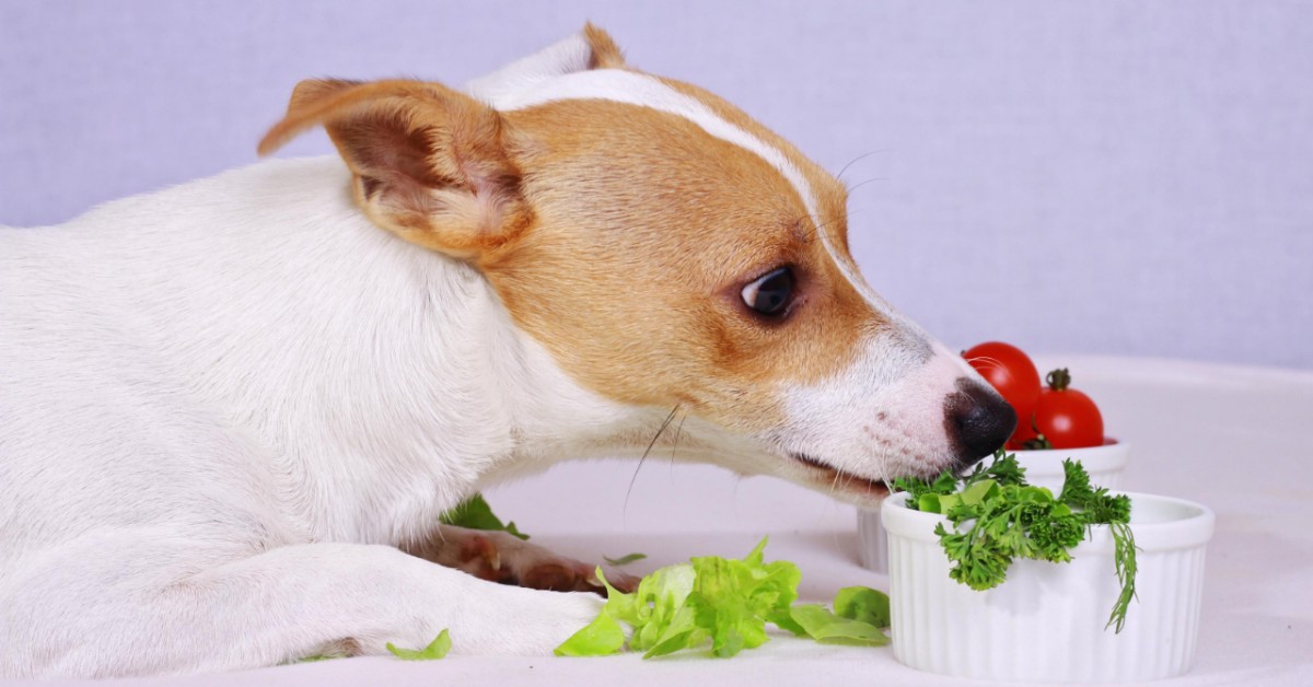 Pasto vegano per cani: una ciotola green per Fido