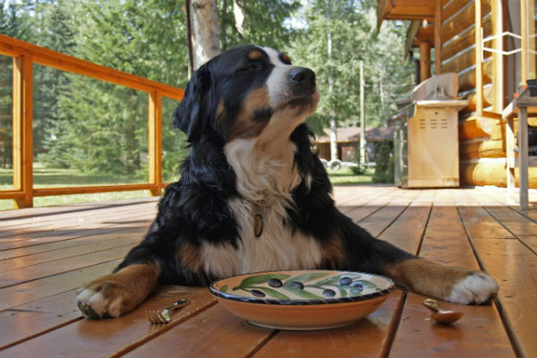 cane he mangia